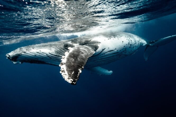 humpback whale underwater | Pugnalom