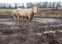 Tierquälerei mit Segen der Behörden: Landkreis Göttingen, Niedersachsen