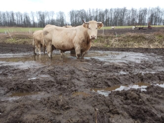 IMG_20240206_160703_610 | Pugnalom Tierquälerei mit Segen der Behörden: Landkreis Göttingen, Niedersachsen