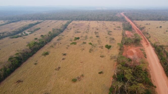 008de331-b854-41ad-ba73-e9284600faf4 | Pugnalom Erst Abholzung, dann Sojaanbau und industrialisierte Rinderzucht: Tausende Tier- und Pflanzenarten, von denen viele nur hier vorkommen, gehen mit dem Chiquitano-Trockenwald in Bolivien zugrunde. (Foto: Tobias Kümmerle)