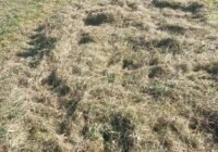 Kaum drei Zentimeter über dem Boden abgeschnitten und gehäckselt: Dieses Bild der Verwüstung wurde im Hainholz aufgenommen, einem "Hotspot der Biodiversität" und der europaweit einmaligen Gipskarstlandschaft. (Credits: pugnalom)