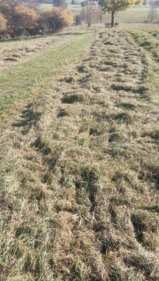 Kaum drei Zentimeter über dem Boden abgeschnitten und gehäckselt: Dieses Bild der Verwüstung wurde im Hainholz aufgenommen, einem "Hotspot der Biodiversität" und der europaweit einmaligen Gipskarstlandschaft. (Credits: pugnalom)