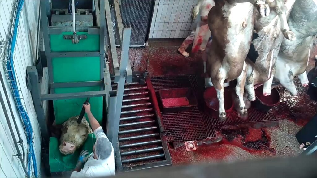 Die Tierrechtsorganisation hat das zuständige Veterinäramt in Brake (Unterweser) informiert und bei der Staatsanwaltschaft Oldenburg Strafanzeige erstattet. Credits: ANINOVA