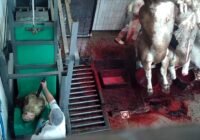 Die Tierrechtsorganisation hat das zuständige Veterinäramt in Brake (Unterweser) informiert und bei der Staatsanwaltschaft Oldenburg Strafanzeige erstattet. Credits: ANINOVA