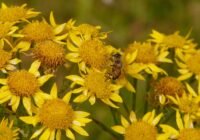 Die Arnika (Arnica montana) gehört zu den vielen seltenen Pflanzen, die es in der Rhön gibt. (Credits: pixabay)