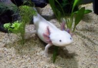 Perfektes Studienobjekt: der Axolotl. (Credits: pixabay)
