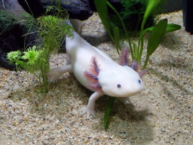 Perfektes Studienobjekt: der Axolotl. (Credits: pixabay)