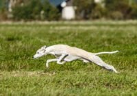 Ein Whippet kann bis zu 60 km/h erreichen, ein anderer Vertreter der Windhunde, der Greyhound, bis zu 80 km/h.