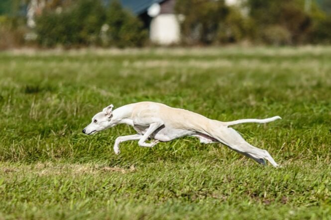 Ein Whippet kann bis zu 60 km/h erreichen, ein anderer Vertreter der Windhunde, der Greyhound, bis zu 80 km/h.
