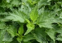 Gewinner: Brennnesseln (Urticariae) sind extrem konkurrenzstark und unterdrücken sämtlichen anderen Bewuchs. Urtica dioica tritt massenhaft an Feldrändern auf, was ein Zeichen für einen hohen Stickstoffgehalt des Bodens ist. (Credits: pixabay)