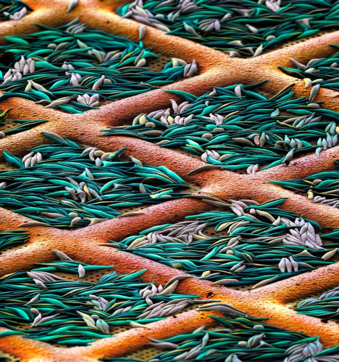 newsimage398685 | Pugnalom Auf einem Kupfer-Gitter festgefrorene Kieselalgen, entstanden bei der Probenvorbereitung für die Kryo-Elektonentomographie. (Copyright: Benoit Gallet, Martin Oeggerli/Micronaut