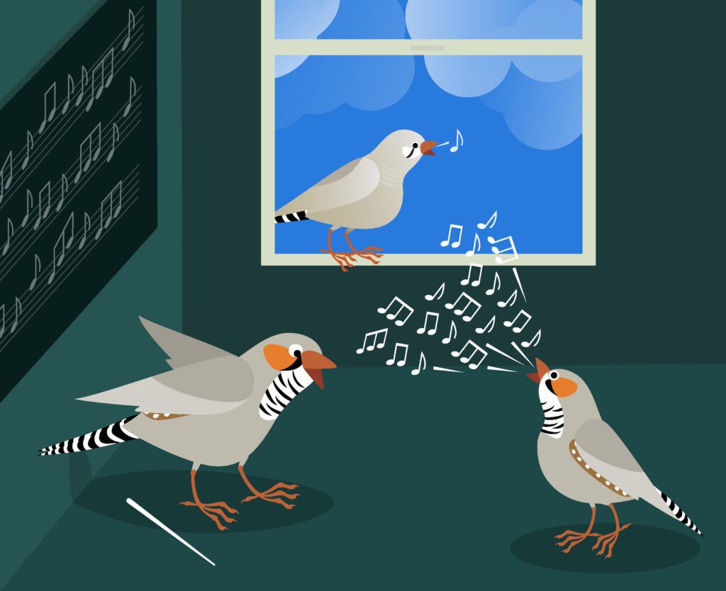 Zebrafinkenweibchen spielen eine viel größere Rolle bei der Ausbildung der Gesangsfähigkeiten ihrer Söhne als bisher angenommen: Sie rufen als Reaktion auf die Gesangsübungen ihrer Söhne, wodurch ein neuronaler Schaltkreis im männlichen Gehirn aktiv wird. (Copyright: MPI für biologische Intelligenz/Julia Kuhl)