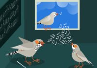 Zebrafinkenweibchen spielen eine viel größere Rolle bei der Ausbildung der Gesangsfähigkeiten ihrer Söhne als bisher angenommen: Sie rufen als Reaktion auf die Gesangsübungen ihrer Söhne, wodurch ein neuronaler Schaltkreis im männlichen Gehirn aktiv wird. (Copyright: MPI für biologische Intelligenz/Julia Kuhl)