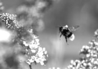 Eine landende Hummel (Bombus terrestris), fotografiert mit Fast Lock-On Verfolgung. Der Reflektor, mit dem die Biene verfolgt wurde, ist auf ihrem Rücken zu sehen. (Foto/Copyright: Straw Lab, Universität Freiburg)