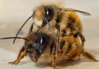 Wildbienen der Spezies Osmia bicornis bei der Paarung (Foto/Copyright: Aperia Borgo Rufo)