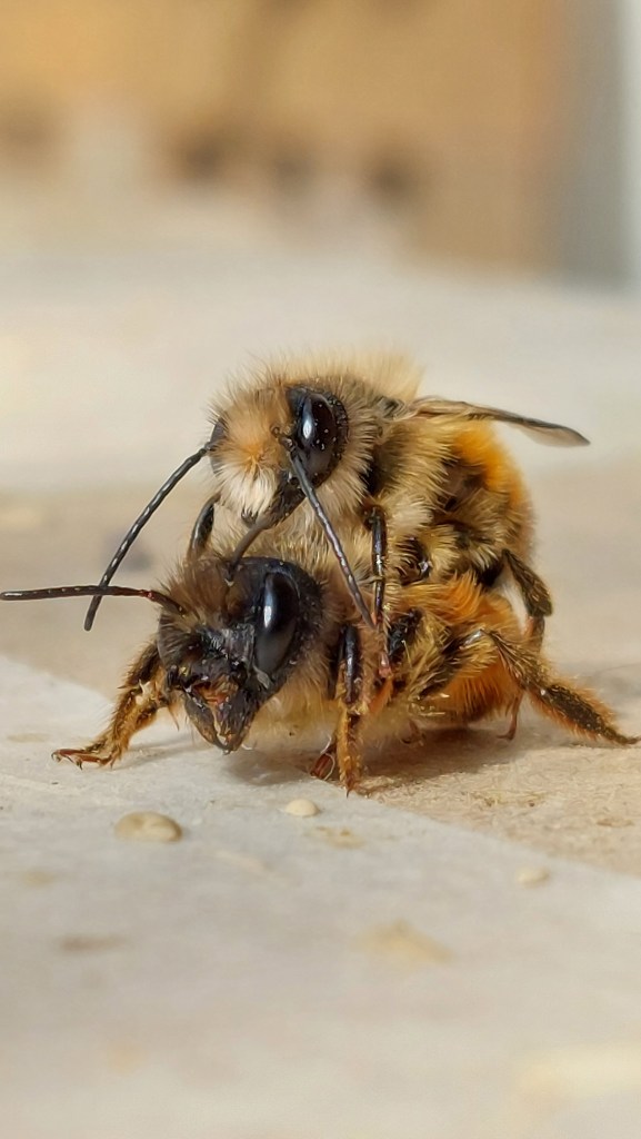 Wildbienen der Spezies Osmia bicornis bei der Paarung (Foto/Copyright: Aperia Borgo Rufo)