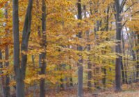 Herbstwald (Copyright: Thünen-Institut/Michael Welling)