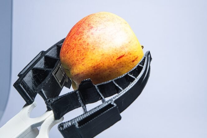 Robotergreifer mit haptischen Fähigkeiten sollen zukünftig nicht nur Obst behutsam greifen können, sondern z.B. auch Meeresbewohner. (Copyright: Christoph Wilsnack/Fraunhofer IWS)