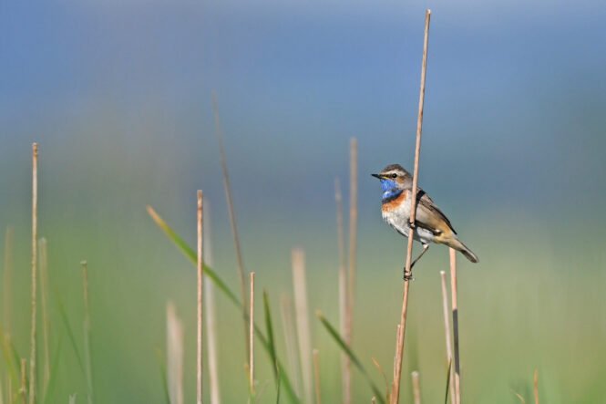 Der Bestand des Blaukehlchens ist u.a. durch den Ausbau der Fließgewässer, der Beseitigung von Stillgewässern und der Entwässerung von Feuchtgebieten und Mooren in den letzten Jahrzehnten des 20. Jahrhunderts 1970er Jahren extrem eingebrochen. (Foto: Christoph Moning)