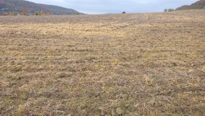 Glyphosat Acker Okt24 | Pugnalom Alles gelb: Riesige landwirtschaftliche Nutzflächen werden mit Glyphosat gespritzt (Credits: pugnalom)