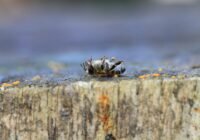 Credits: rostichep/pixabay