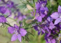 Der Acker-Rittersporn (Consolida regalis) war früher weit verbreitet. Heute gehört er zu den seltenen Arten in der Rhön. (Credits: pixabay)