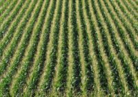 Mais gehört zu den nährstoffintensivsten Fruchtarten. Sein Anbau ist mit großen ökologischen Problemen verbunden. (Credits: flockine/pixabay)