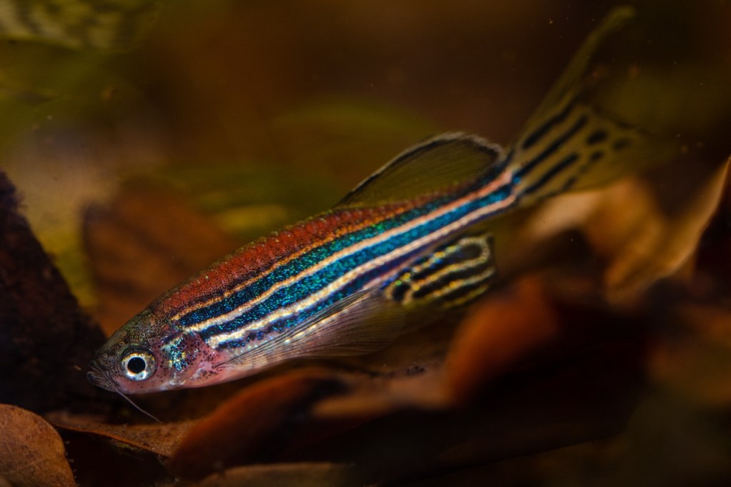 danio-rerio-4996598_1280 | Pugnalom Zebrafisch (Credits: Petr Kuznetsov/pixabay)