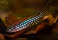 Zebrafisch (Credits: Petr Kuznetsov/pixabay)