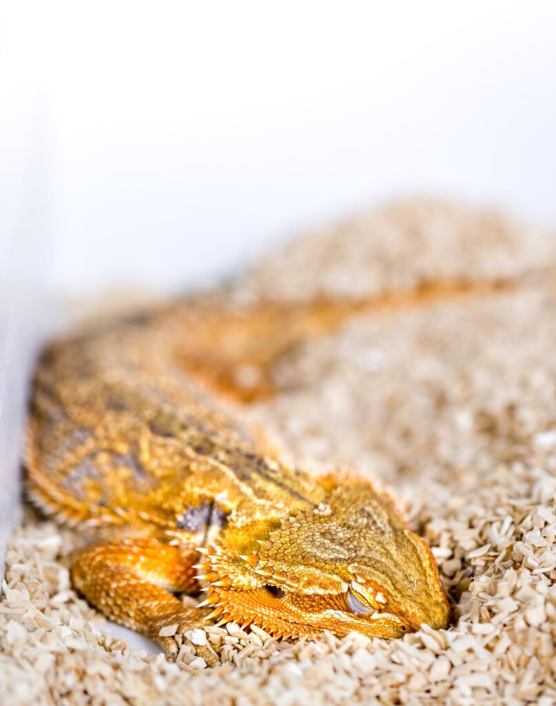 Ein schlafender Australischer Bartagame (Pogona vitticeps) Echse. (Quelle/Copyright: S. Junek/Max-Planck-Institut für Hirnforschung