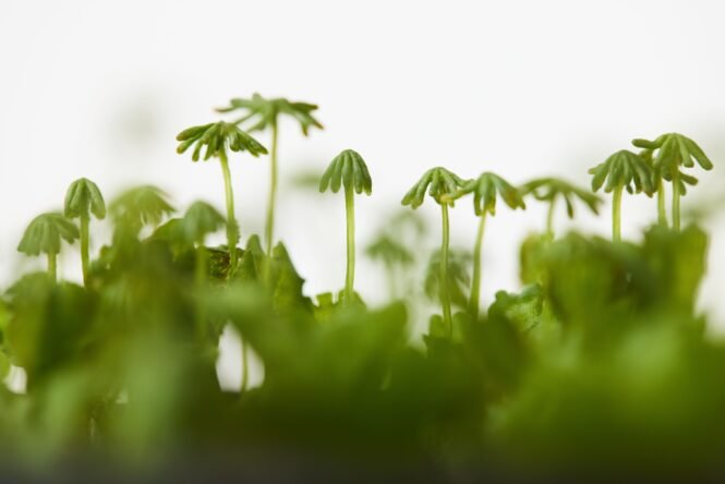 Das Moos Marchantia polymorpha kann einer Behandlung mit Glyphosat-Herbiziden widerstehen. (Credits/Copyright: Johannes Hloch /GMI 