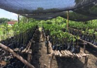 Mangroven-Baumschule im Dorf Santa Ana in Barú, Kolumbien (Credits/Copyright: Mondane Fouqueray, Camilo Arrieta/Leibniz-Zentrum für Marine Tropenforschung (ZMT))