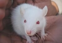 In Europa werden pro Jahr allein 4,6 Millionen Mäuse und Ratten für Tierversuche verwendet. (Credits: Choco virat/pixabay)