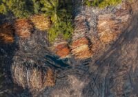 Die Abholzung in den Regenwäldern der Welt hat unvorstellbare Ausmaße angenommen. (Credits: Pok Rie/pexels)