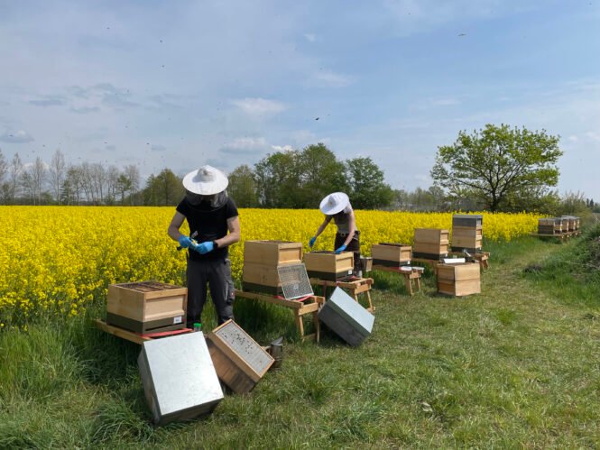 Credits: Julius Kühn-Institut