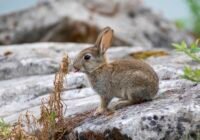 Credits: Alexis Lours