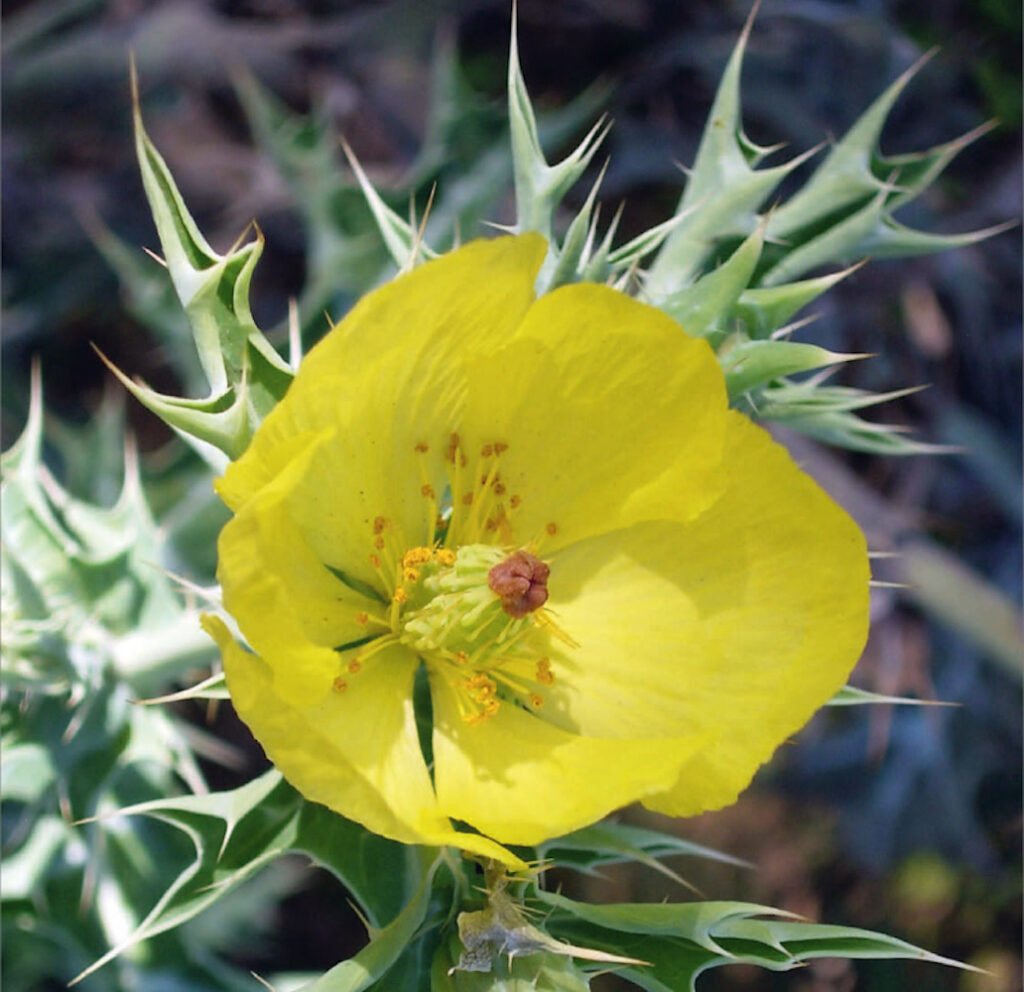 Mexikanischer Stachelmohn (Argemone mexicana) (Credits: Senckenberg)