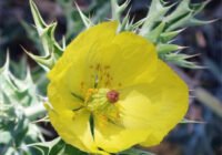 Mexikanischer Stachelmohn (Argemone mexicana) (Credits: Senckenberg)