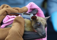 (Credits: Max-Planck-Institut für Verhaltensbiologie)