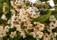 Credits: Rasheeque Ahnaf/pexels