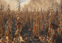 Credits: cloud_purple/pixabay