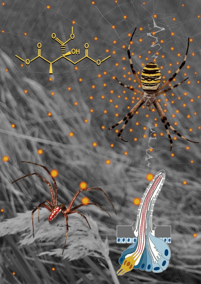 (Credits: Veronika Uhl)