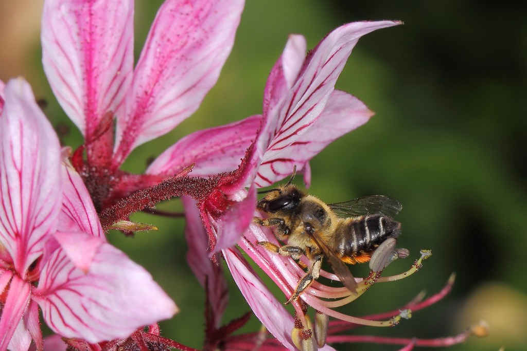 newsimage401823 | Pugnalom (Credits: Ulrich Maier)