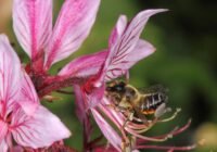 (Credits: Ulrich Maier)