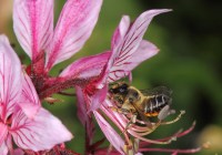 (Credits: Ulrich Maier)