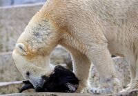 (Credits: Timo Deible/Zoo Karlsruhe)