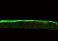 (Credits: Constanze Schulze/Leibniz-Institut für Photonische Technologien)