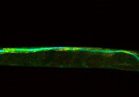 (Credits: Constanze Schulze/Leibniz-Institut für Photonische Technologien)