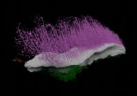 (Credits: Mark Sutton/Imperial College London) 