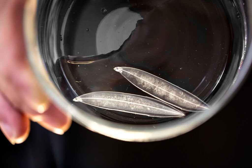 (Credits: Marko Freese/Thünen-Institut)